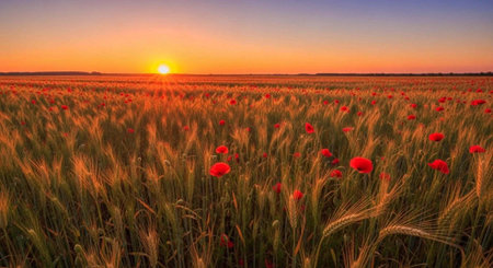 A serene landscape of a wheat field with poppies at sunset