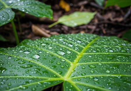 A close-up view of a large green leaf with water droplets on it in a natural setting.
