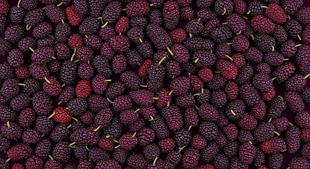 A vibrant and colorful display of mulberries in various shades of purple and red.