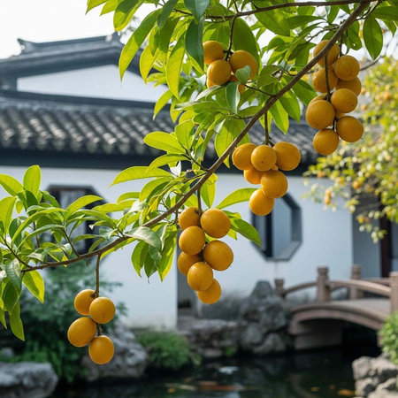 A serene garden scene with a tree bearing yellow fruits in front of a traditional white building