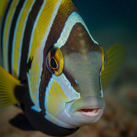 A vibrant fish with striking yellow, brown, and blue stripes swims in the ocean with a blurred...