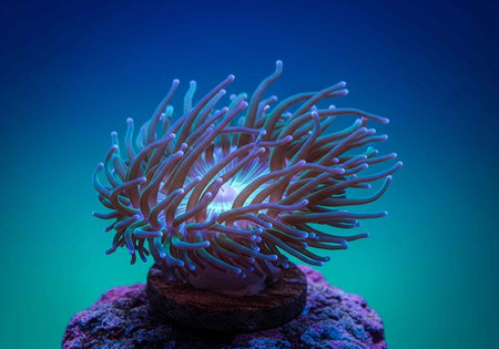 A vibrant purple anemone sits on a rock in the ocean with a blue backgroundの写真素材