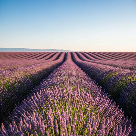 Endless rows of purple lavender flowers under a clear blue sky with distant rolling hills and green...