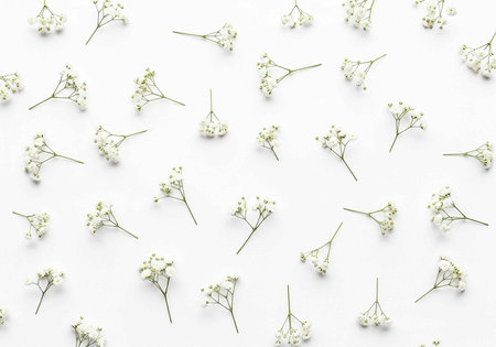 A delicate arrangement of small white flowers scattered across a clean white background