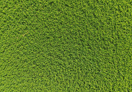 A vibrant green grassy field with lush blades of grass in a serene natural landscape