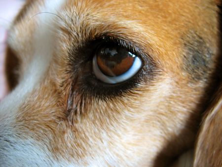 A closeup of a beagle's face - Molly.の写真素材