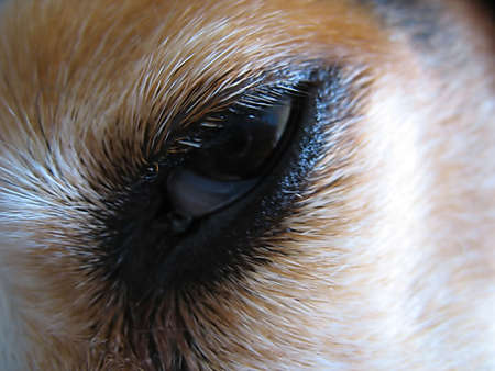 A closeup of a beagle's eye and facial fur.の写真素材