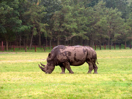An African rhinocerous grazing in a field - a very big fellow.の写真素材