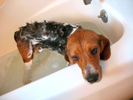 A beagle dog about a year old, getting a bath.  の写真素材