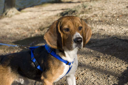 A young, alert beagle gazing ahead on the hunt.