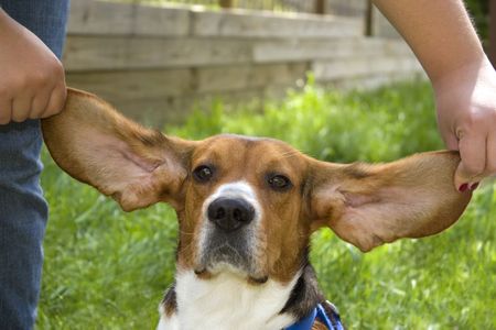 A cute young beagle puppy with huge floopy ears.の写真素材
