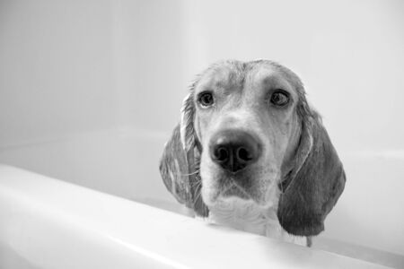 A sad beagle sitting in the bath tub. He doesnt seem to be having a very fun time.  Shallow depth of field.  の写真素材