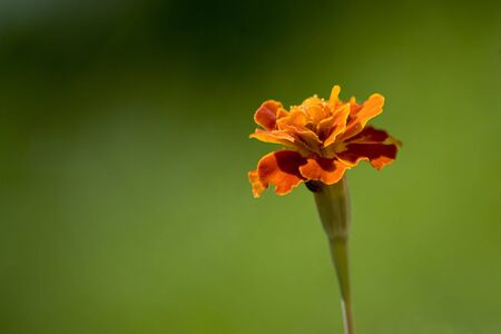 A single isolated marigold flower over a green background.の写真素材