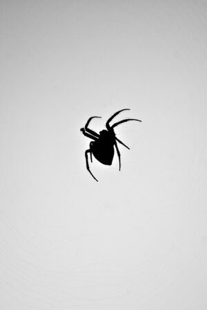 A silhouette of a spider in its web. This type of spider is common to the northeast United States.の写真素材