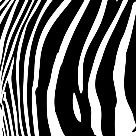 Zebra stripes pattern in black and white that works great as a background.のイラスト素材