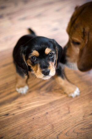 A an adorable puppy getting sniffed by another beagle.の写真素材
