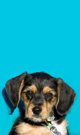 A an adorable puppy isolated over a blue background with copyspace.の写真素材