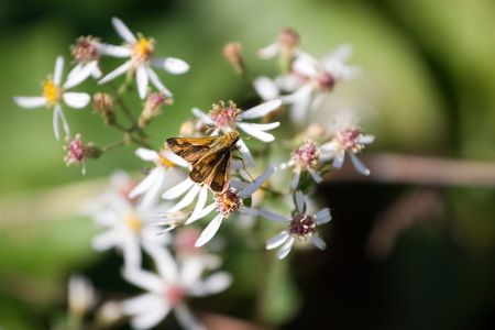 Closeup of a butterfly on some wild flowers.  Shallow depth of field.の写真素材