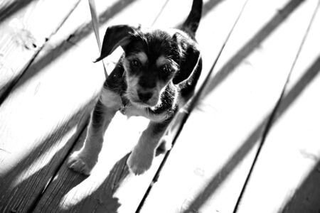 A cute mixed breed mutt puppy in black and white.  Shallow depth of field. の写真素材