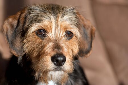 Portrait of a young yorkshire terrier beagle mix dog.  Shallow depth of field.の写真素材