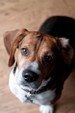 A cute beagle dog sitting on the wood floor indoors.  Shallow depth of field.