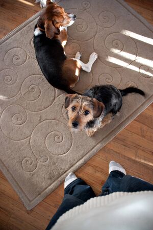 Portrait of a young yorkshire terrier beagle mix dog looking up at his owner.  Shallow depth of field.の写真素材