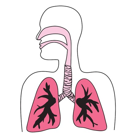 Drawing of the human respiratory systemのイラスト素材