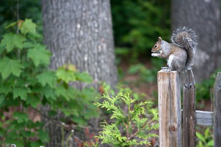 A cute new england grey squirrel eating while sitting on top of the fence post.  の写真素材
