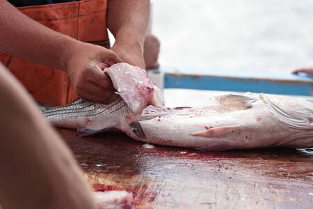 A worker cleaning and filleting a fresh caught saltwater striped bass fish.の写真素材