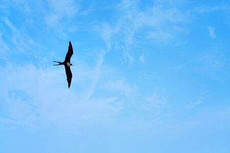 A Caribbean frigate bird flying through the sky high above the tropical sea.の写真素材