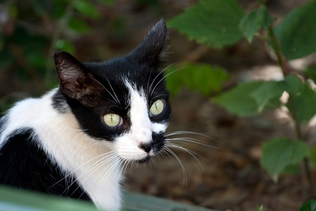 Closeup of a black and white cat with striking green eyes.