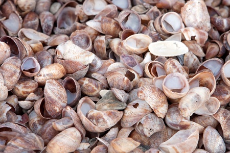 Close up of a pile of beautiful sea shells on the New England shoreline.