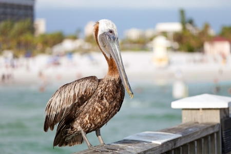 A brown Pelican bird posing on the railing of the public pier in Clearwater Florida.の写真素材