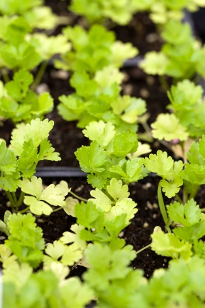 Close up of some celery plants in their young stage. Shallow depth of field.の写真素材