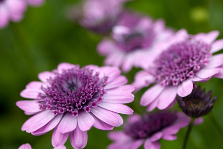 Close up macro of a purple flower.  Shallow depth of field. の写真素材