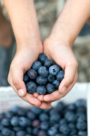 Close up of a young boys hands holding a bunch of fresh picked blueberries. Shallow depth of field.の写真素材