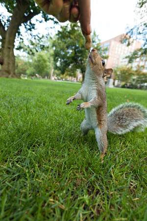 Feeding a wild squrrel a peanut in a public park located in Boston Massachusetts.の写真素材