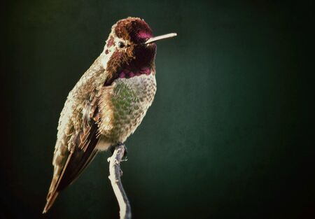 Hummingbird standing candidly on a branch 