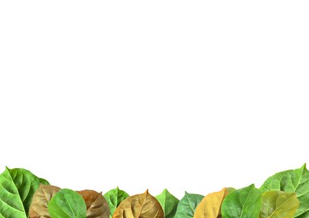 Green leaves frame isolated on white background.の写真素材