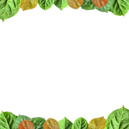 Green leaves frame isolated on white background.の写真素材