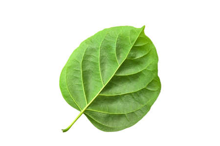 Macro, close-up  green leaves isolated with white backgroundの写真素材