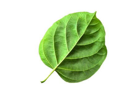 Macro, close-up  green leaves isolated with white backgroundの写真素材