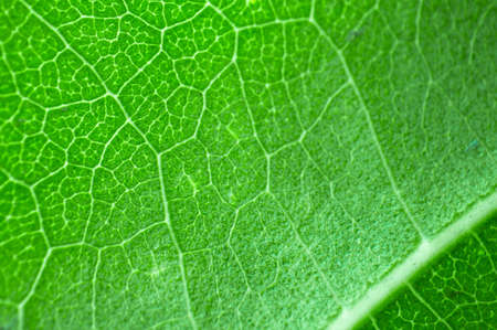 Green leaf macro texture background.の写真素材