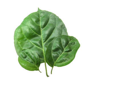Macro, close-up  green leaves isolated with white backgroundの写真素材