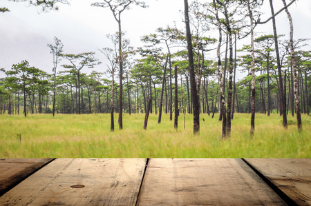 Beautiful and wood planks floor besideの写真素材