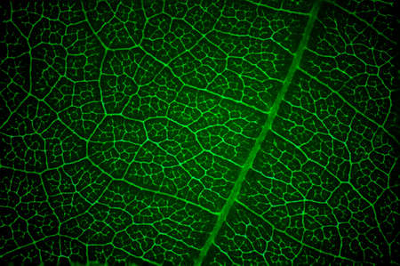 Green leaf macro texture background.の写真素材