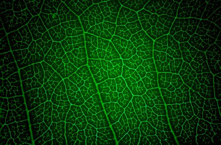 Green leaf macro texture background.の写真素材