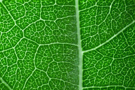 Green leaf macro texture background.
