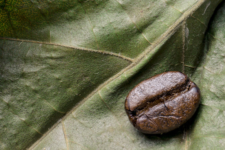 Dry leaf and coffee bean.の写真素材