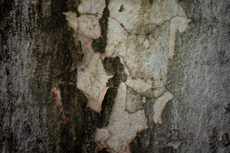 crack grunge cement wall.の写真素材